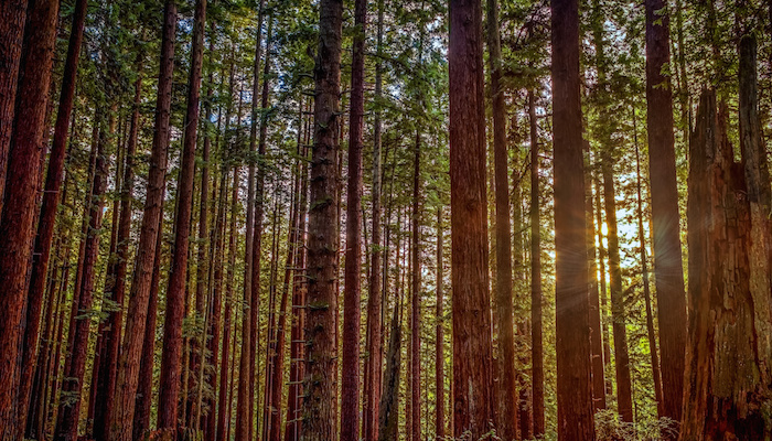 Redwood Sun