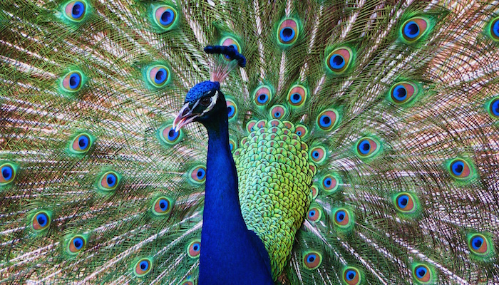 A Peacock In Full Plumage