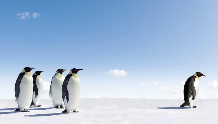 Emperor Penguin Rejected By Other Penguins