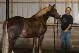 Stables