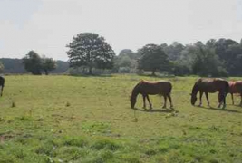 Stables