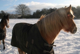 Stables