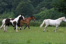 Stables