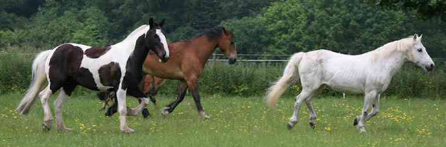 Lower Dale Farm Equestrian Centre